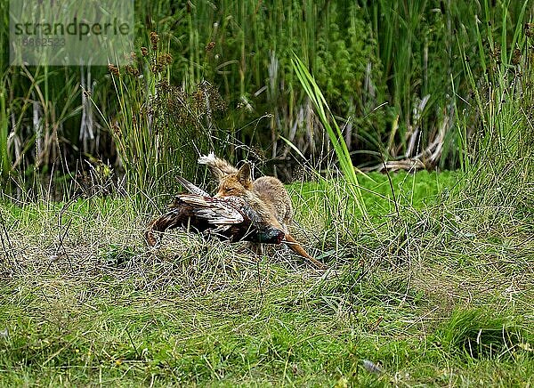 Rotfuchs (vulpes vulpes)  erwachsen  tötet einen Fasan (phasianus colchicus)  Normandie