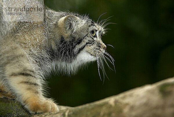 Manul (otocolobus manul) oder Pallas-Katze  Erwachsener auf Ast