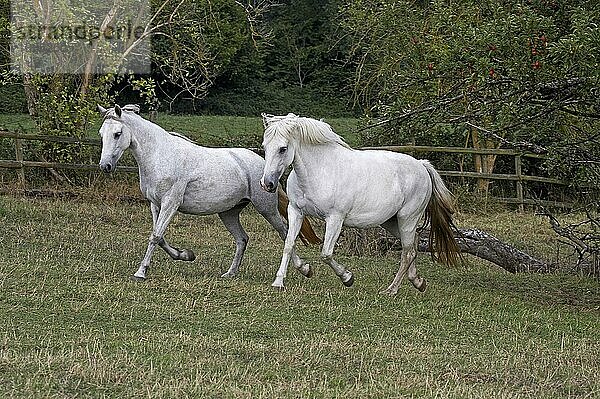 Connemara-Pony  Erwachsene traben im Paddock