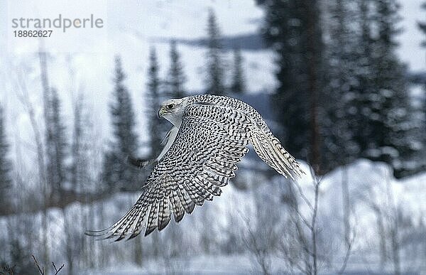 Gyrfalke (falco rusticolus)  Erwachsener im Flug  Kanada  Nordamerika