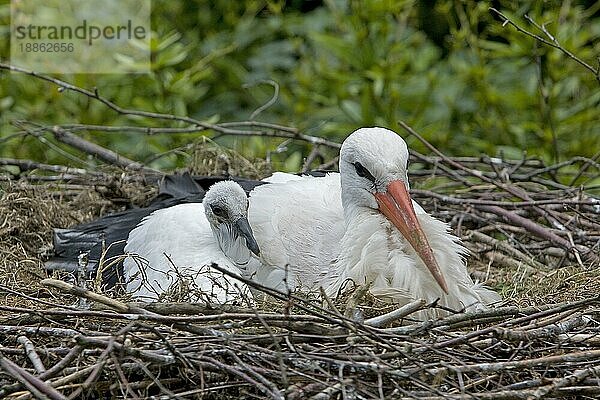 Weißstorch (ciconia ciconia)  Erwachsener mit Küken auf dem Nest