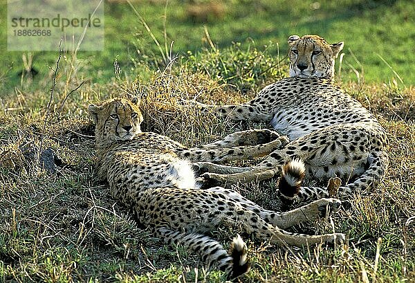 Gepard (acinonyx jubatus)  ERWACHSENE  die sich niederlegen  KENIA