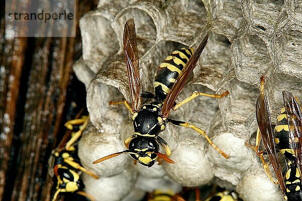 Gemeine Wespe (vespula vulgaris)  Erwachsener auf Nest  Normandie