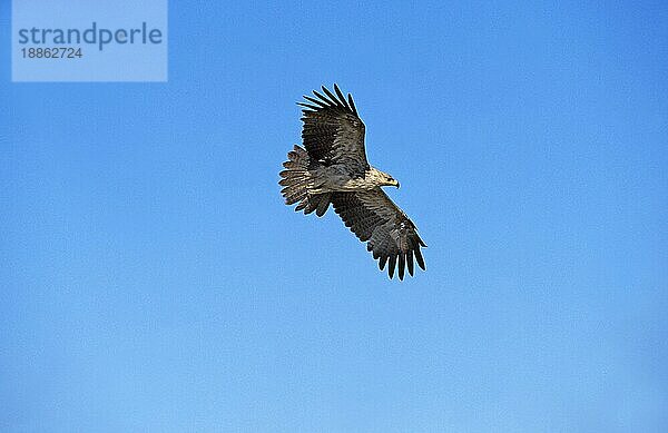 Habichtsadler (aquila rapax)  Erwachsener im Flug gegen blauen Himmel  Kenia  Afrika