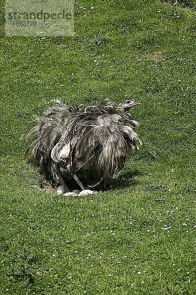 Amerikanisches Rhea (rhea americana)  Erwachsener sitzt auf Eiern im Nest