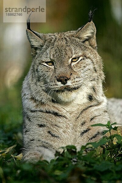 EUROPÄISCHER LYNCH (felis lynx)  PORTRAIT EINES ERWACHSENEN