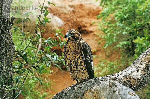 Galapagosbussard (buteo galapagoensis)  Erwachsener  Galapagos Inseln