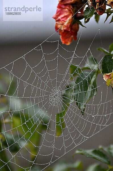 Spinnennetz einer Kreuzspinne mit Tautropfen