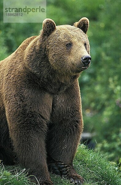 BRAUNBÄR (ursus arctos)  ERWACHSENER IM GRAS SITZEND