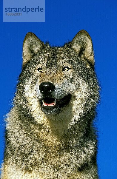 Nordamerikanischer Grauer Wolf (canis lupus occidentalis)  Portrait eines Erwachsenen  Kanada  Nordamerika