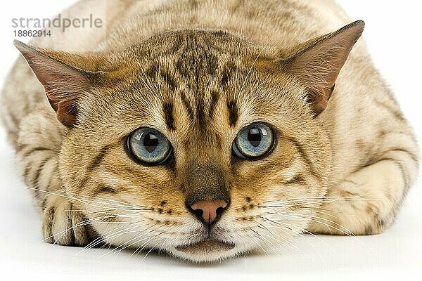 Seal Mink Tabby Bengale Männliche Hauskatze gegen weißen Hintergrund