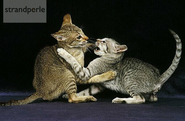 Orientalische Hauskatze  Erwachsene  die gegen einen schwarzen Hintergrund kämpfen