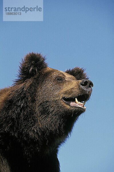 BRAUNBÄREN (ursus arctos)  PORTRAIT EINES ERWACHSENEN