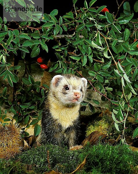 Europäischer Iltis (mustela putorius)  erwachsen