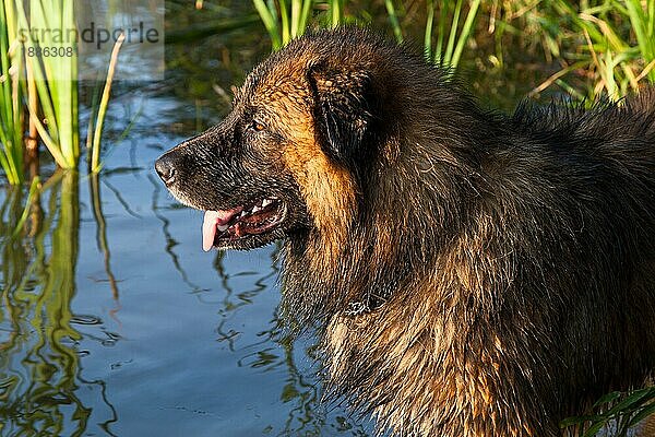 kaukasischer Hirtenhund owtscharka beim baden