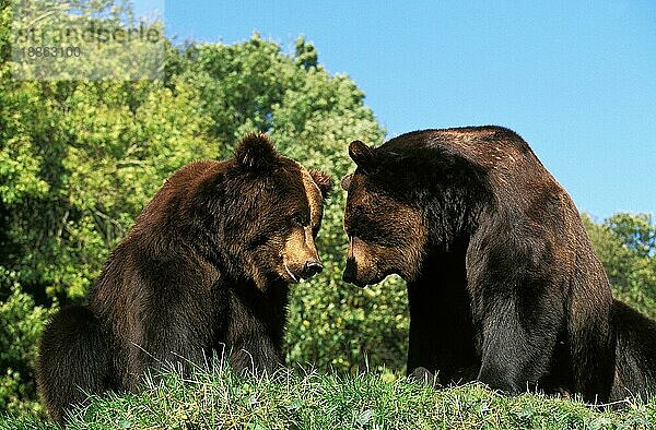 BRAUNBÄR (ursus arctos)  ERWACHSENE KOPF AN KOPF STEHEND