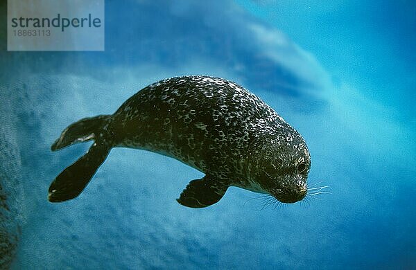 Seehund (Phoca vitulina)  Erwachsene Unterwasseransicht