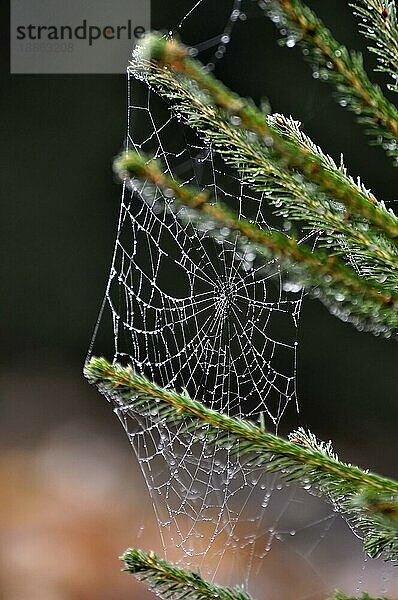 Spinnennetz einer Kreuzspinne mit Tau Spinnennetz mit Tautropfen  an Fichte