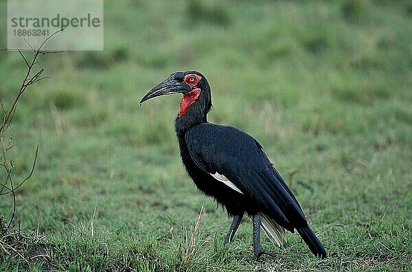 Südlicher Bodenhornvogel (bucorvus leadbeateri)  erwachsen  Masai Mara Park in Kenia