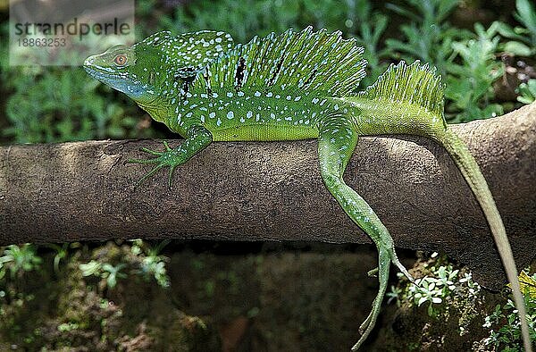 GRÜNE BASILISCHENLEISTE ODER DOPPELKREUZIGE BASILISCHENLEISTE (basiliscus plumifrons)  ERWACHSENER AUF COSTA RICA