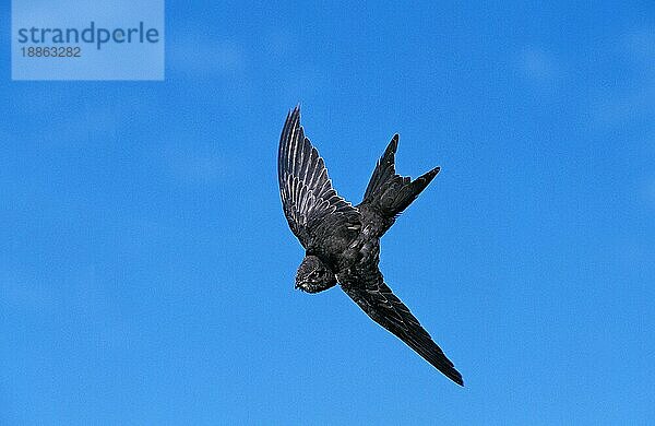 Mauersegler (apus apus)  Erwachsener im Flug gegen blauen Himmel