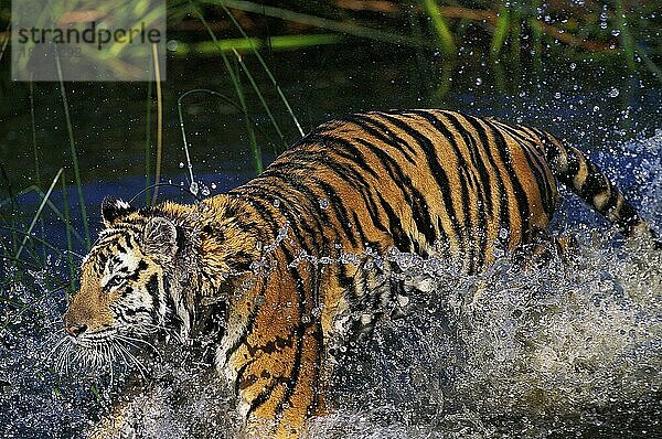 Königstiger (panthera tigris tigris)  ERWACHSENER LÄUFT DURCH DAS WASSER