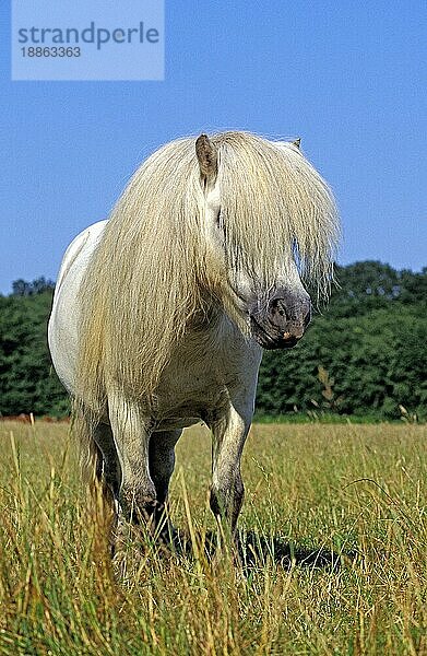 Schteland Pony  Erwachsener mit langer Mähne