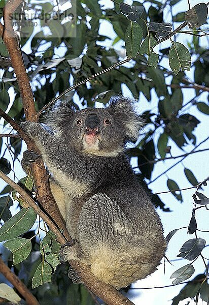 KOALA (phascolarctos cinereus)  ERWACHSENER AUF BRANCHE STEHend  AUSTRALIEN