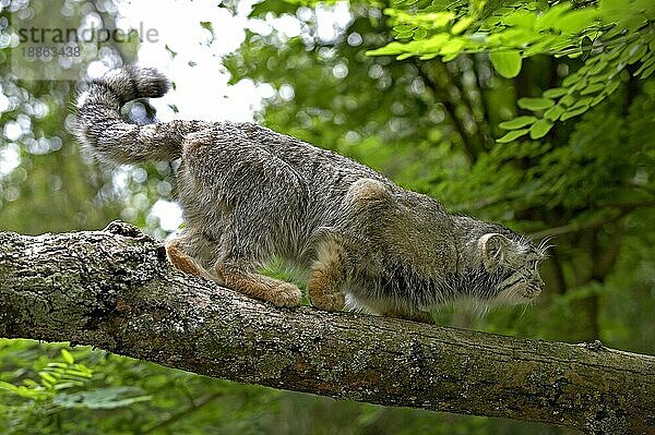 MANUL- (Otocolobus manul) ODER PALLAS-KATZE  ERWACHSENER AM BRANCH