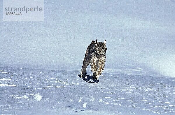 Kanadischer Luchs (lynx canadensis)  ERWACHSENER LÄUFT AUF SCHNEE  KANADA