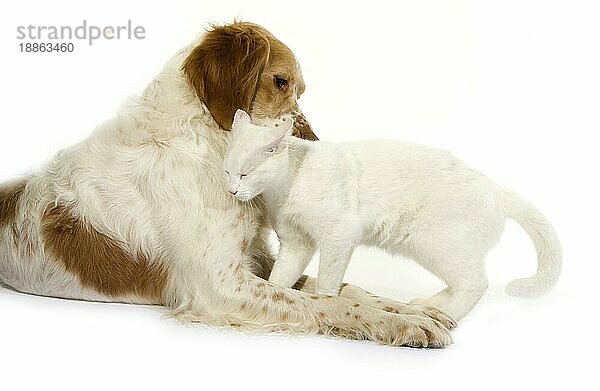 Französisch Spaniel Hund (Zimt Farbe) mit weißen Hauskatze gegen weißen Hintergrund