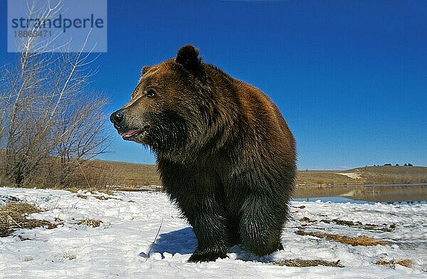 Kodiakbär (ursus arctos middendorffi)  ERWACHSENER IM SCHNEE STEHEND  ALASKA