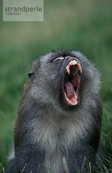 Langschwanzmakak (macaca fascicularis)  Erwachsener gähnt mit offenem Maul