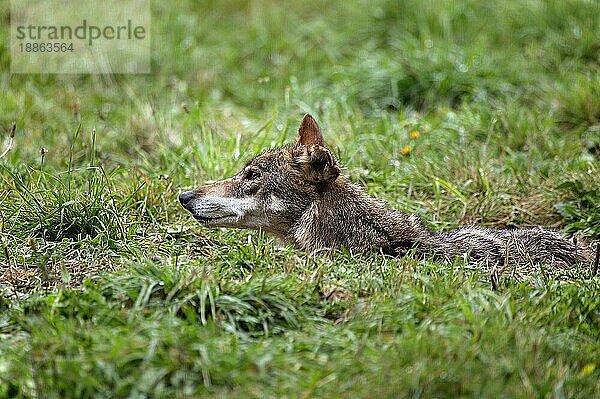 IBERISCHER WOLF (canis lupus signatus)  ERWACHSENER VERSTECKT IM GRAS