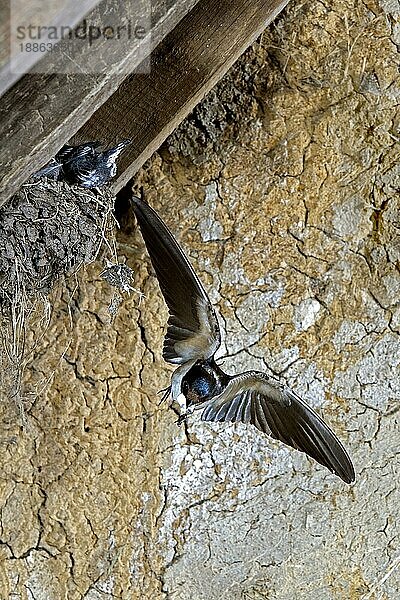 Rauchschwalbe (hirundo rustica)  Erwachsener im Flug  füttert Küken am Nest  Normandie