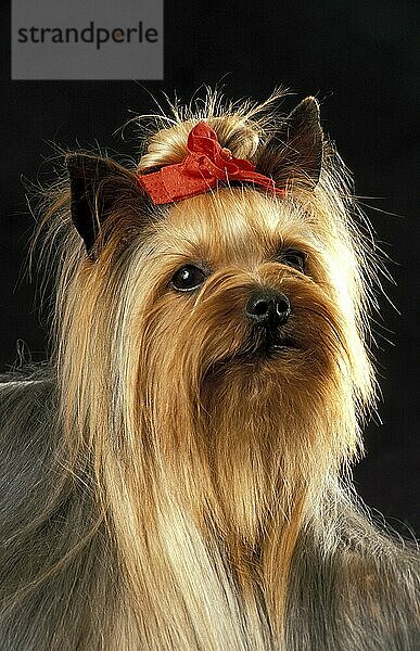 Yorkshire Terrier  Porträt eines Erwachsenen vor schwarzem Hintergrund