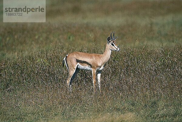 Grant-Gazelle (gazella granti)  ERWACHSENE  KENIA