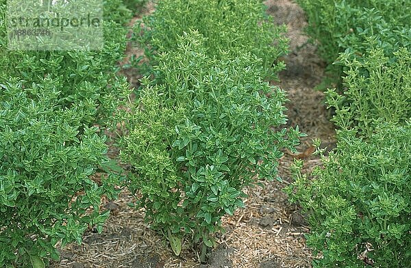 Basil  Basilikum (Ocimum basilicum) Feines Gruen  Gewürzpflanzen  pot herbs  Lippenblütler  Labiatae  Querformat  horizontal