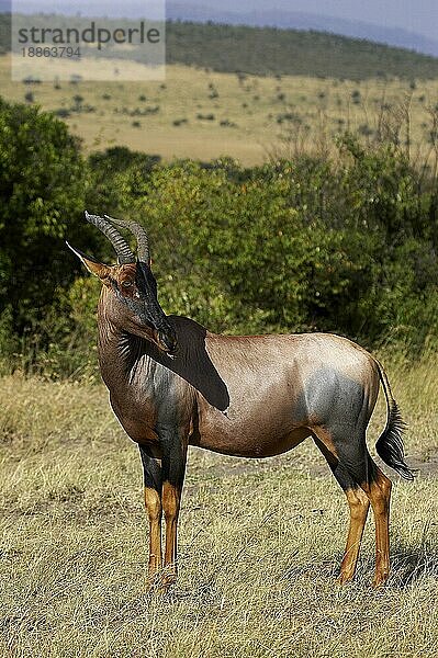 TOPI damaliscus korrigum  Erwachsener in Savanne  Masai Mara Park in Kenia