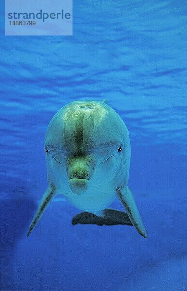 Großer Tümmler (tursiops truncatus)  Erwachsene Unterwasseransicht