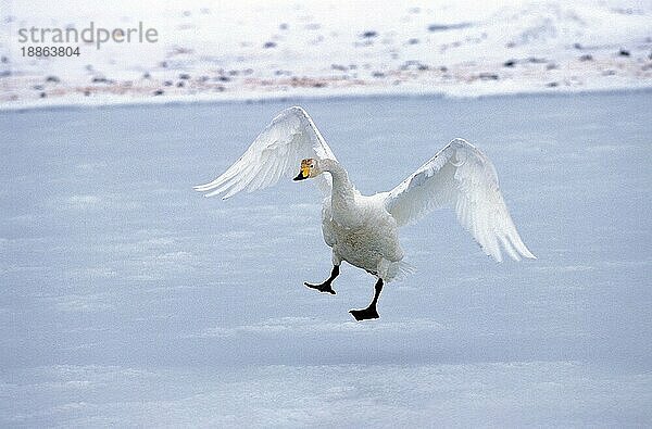 Singschwan (cygnus cygnus)  Erwachsene Landung  Insel Hokkaido in Japan