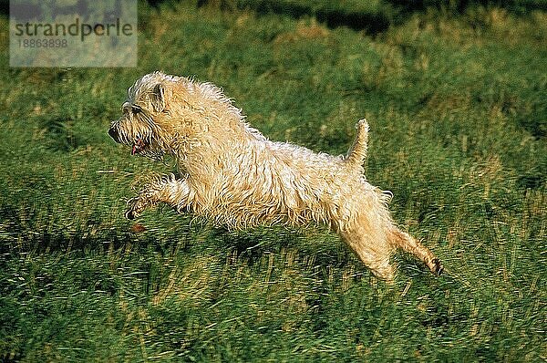 SOFT COATED WHEATEN TERRIER  ERWACHSEN  LÄUFT AUF GRAS