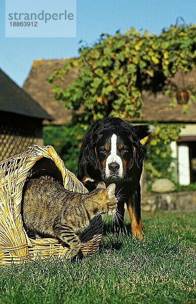 Berner Sennenhund und Hauskatze im Körbchen