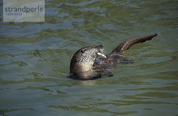 Europäischer Fischotter (lutra lutra)  erwachsen mit einem Fisch im Maul