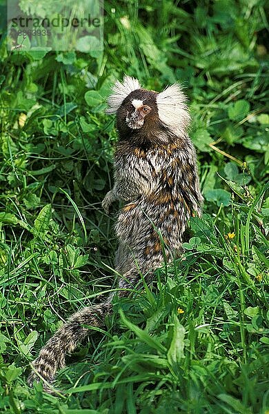 Allgemeines Marmoset (callithrix jacchus)  Erwachsener auf Gras