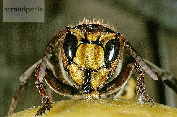 Hornisse  vespa crabo  Erwachsene stehend auf Frucht