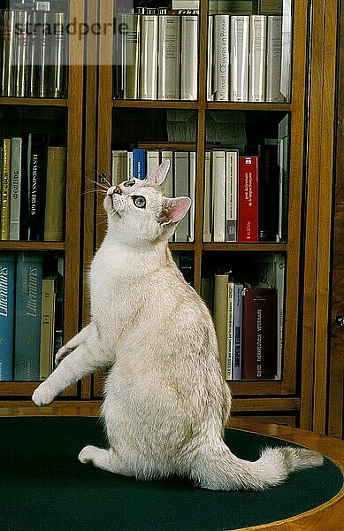 Burmilla Hauskatze  Erwachsener sitzend neben Bücherregal