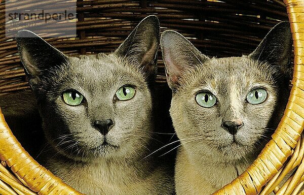 Tonkinese Hauskatze  Erwachsene liegend im Korb