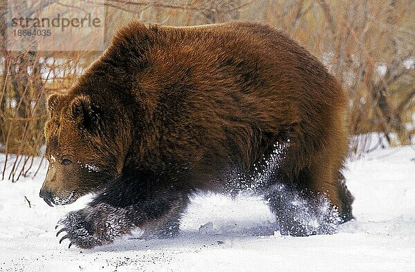 Kodiakbär (ursus arctos middendorffi)  ERWACHSENER LÄUFT DURCH DEN SCHNEE  ALASKA