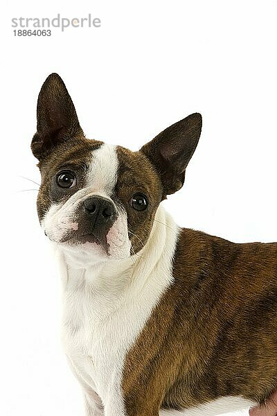 Boston Terrier Hund  Portrait eines Rüden vor weißem Hintergrund